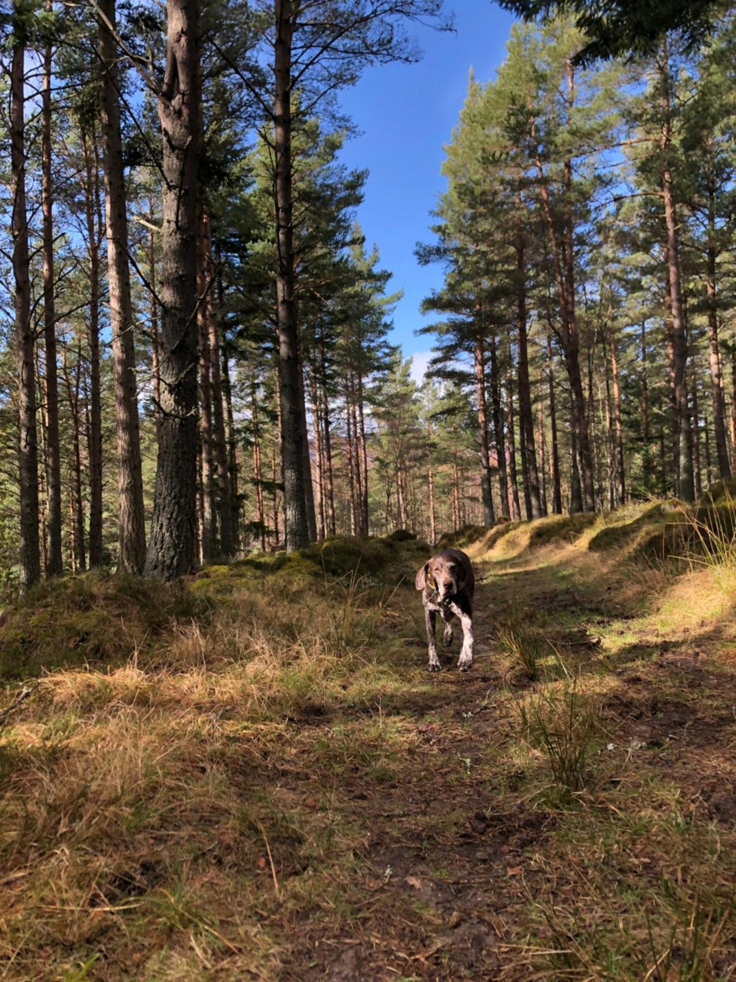 Ferienwohnung Tanar View Aboyne Zimmer foto